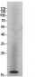 Histone H2A Polyclonal Antibody